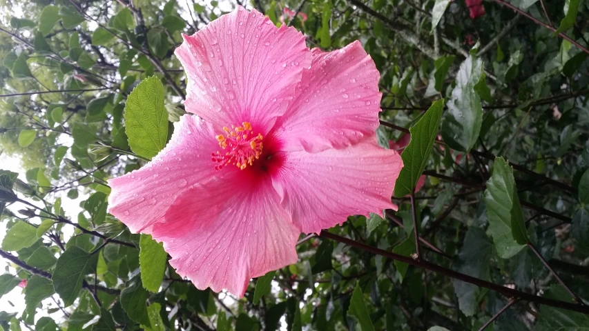 pink flowers in the middle of green leaves