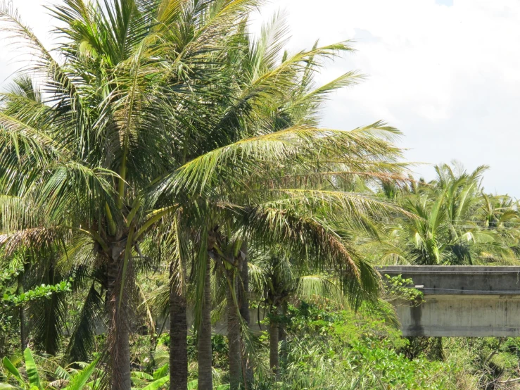 a palm tree next to a road and a bridge