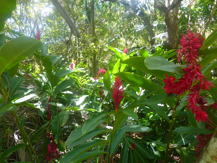 the sun is shining through some colorful flowers