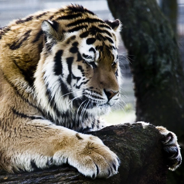 a large tiger that is sitting on top of a tree