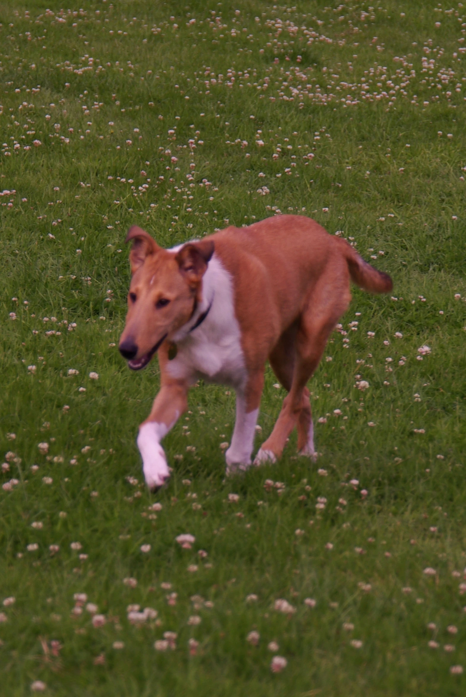 a dog running in a field of green grass