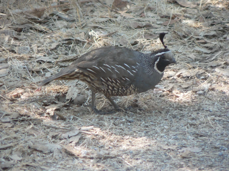 a bird is eating some food on the ground