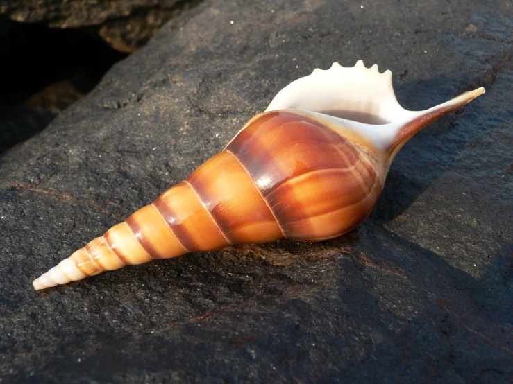 a small brown shell sitting on a rock