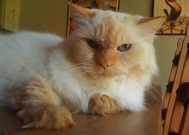 cat with blue eyes sitting on table looking at camera