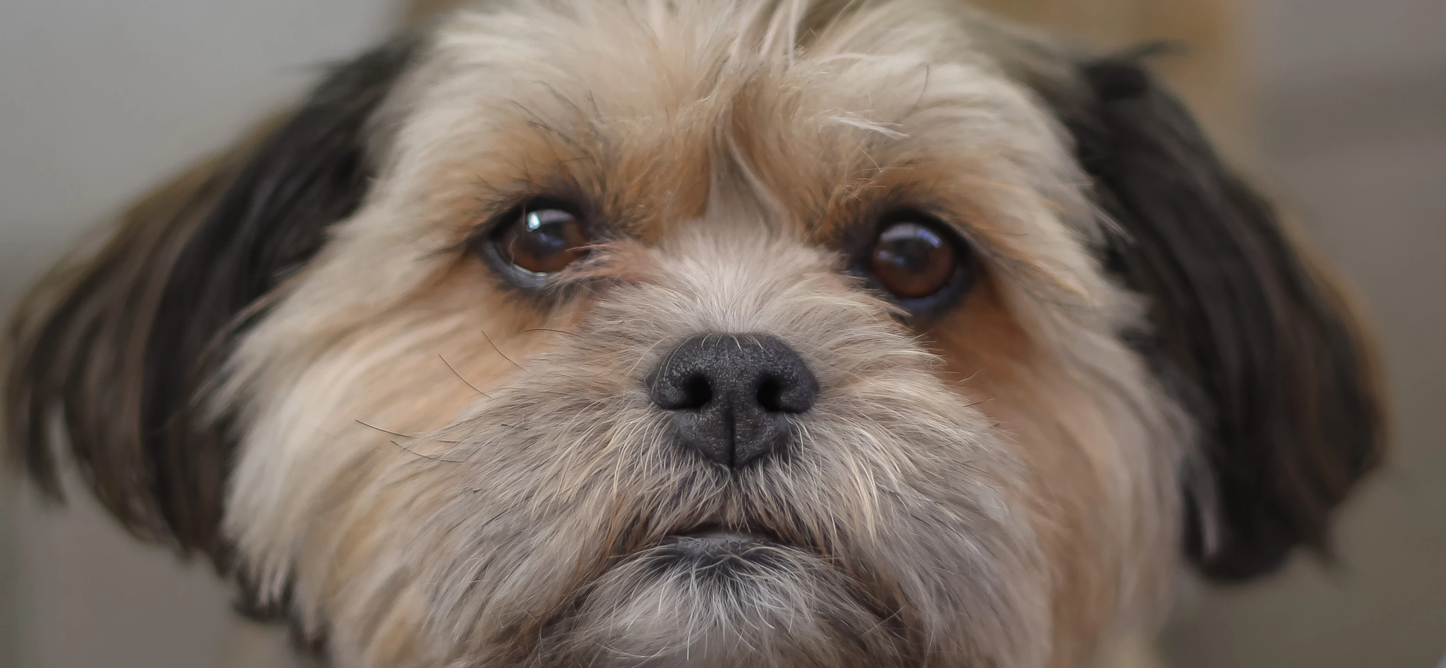 a close up image of the face and front nose of a dog