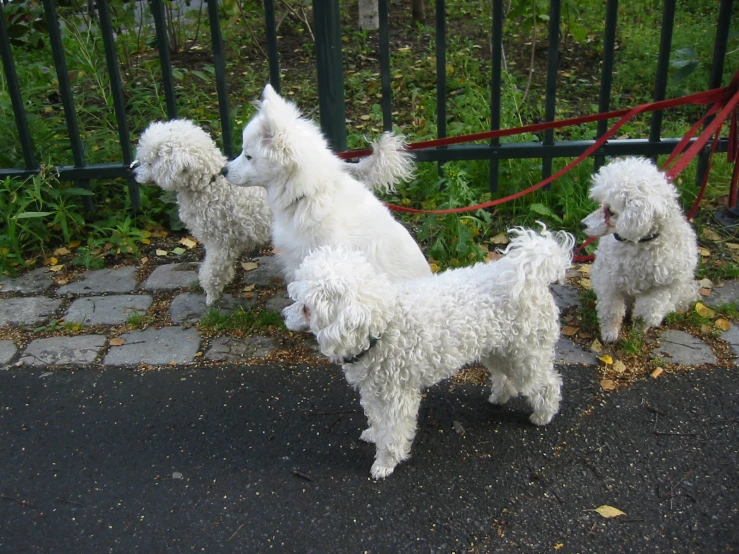three white poodles are on leashes in the street