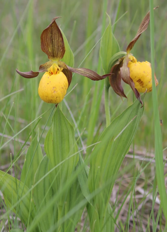 a yellow orchid with an odd flower sitting on top of some green leaves
