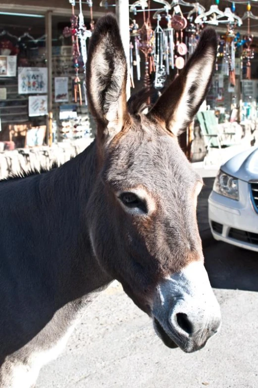 a donkey that is standing in the street
