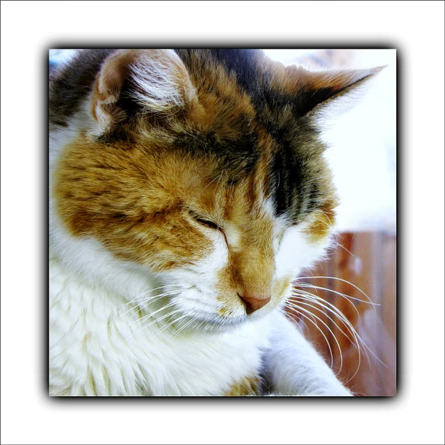 an orange and white cat looks at the camera