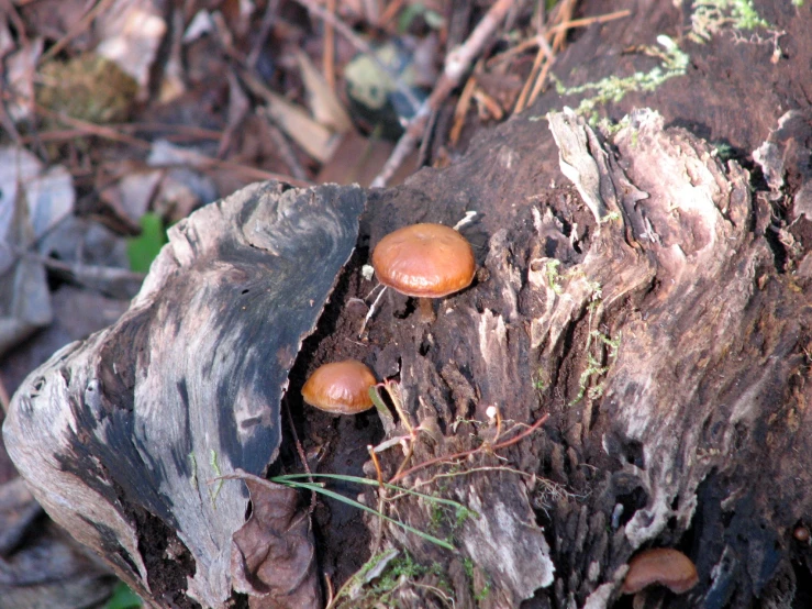 an image of orange mushrooms growing out of the bark of a tree
