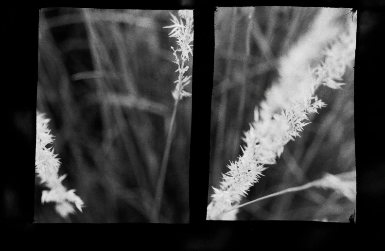 two images of grass in a black and white po