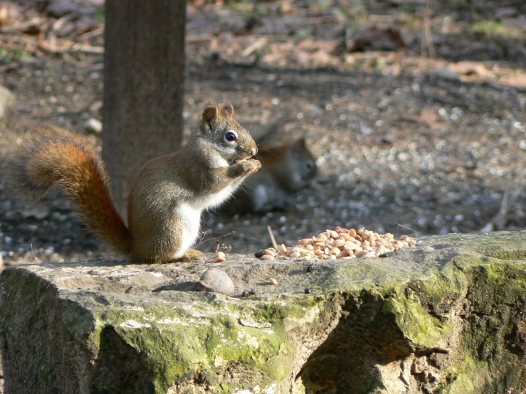 a squirrel standing on top of a rock next to a tree