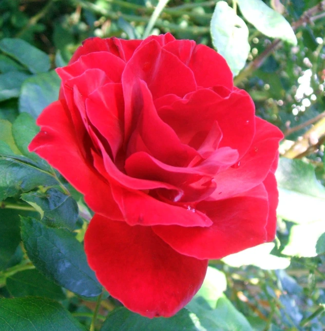 closeup of red flower in the middle of trees