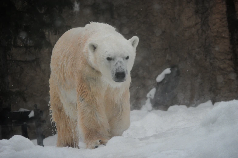 a polar bear is walking in the snow