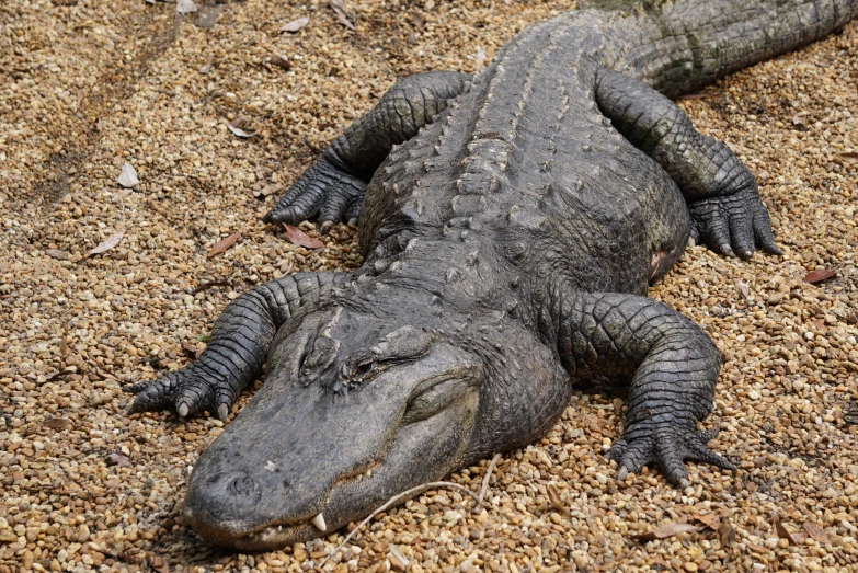 an iguana is laying down in the dirt