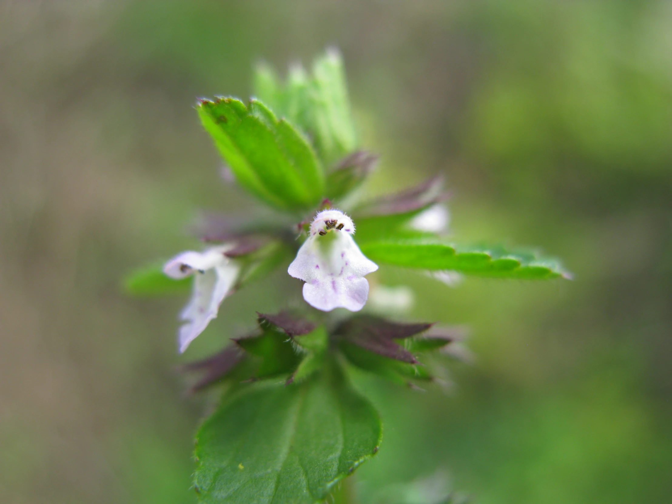 some white flowers with green leaves on a sunny day