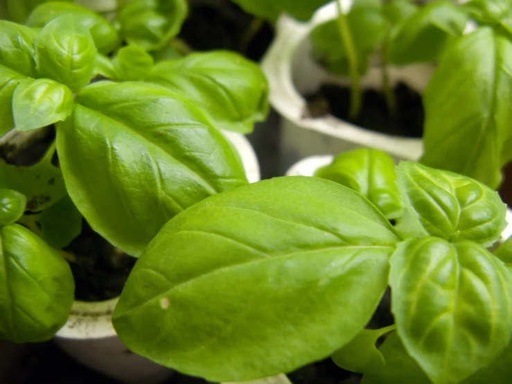 some green plants sitting inside of white containers