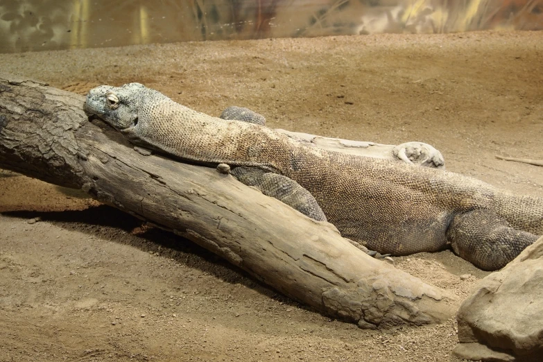 an iguado sleeping on some dead wood