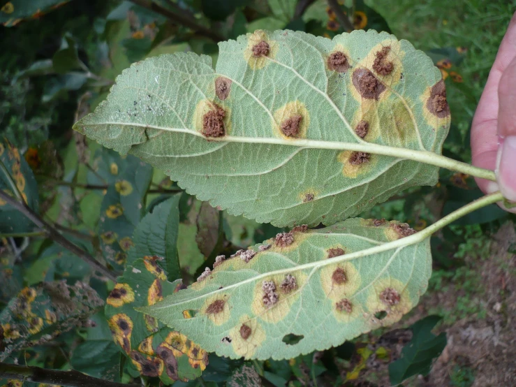 a hand holding onto a leaf with white pollen all over it