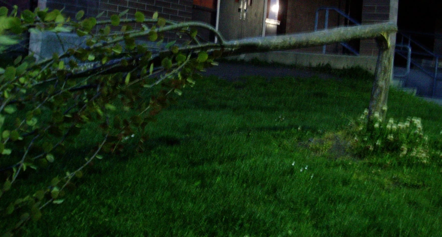 a fire hydrant next to a tree in front of a house