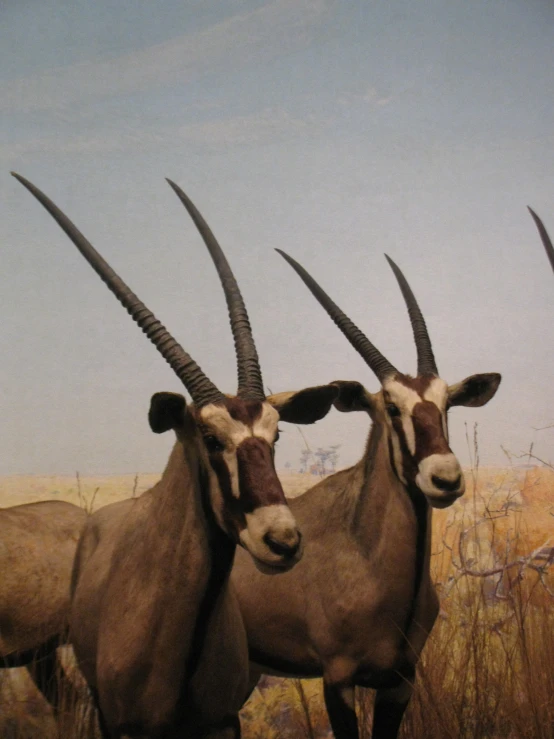 two horned goats stand next to each other