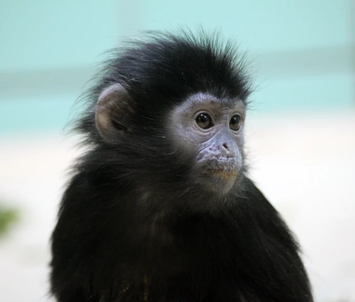 a small monkey with an unusual black and white head