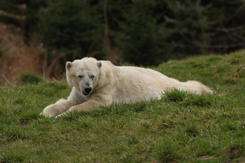a white bear laying on top of a green hill
