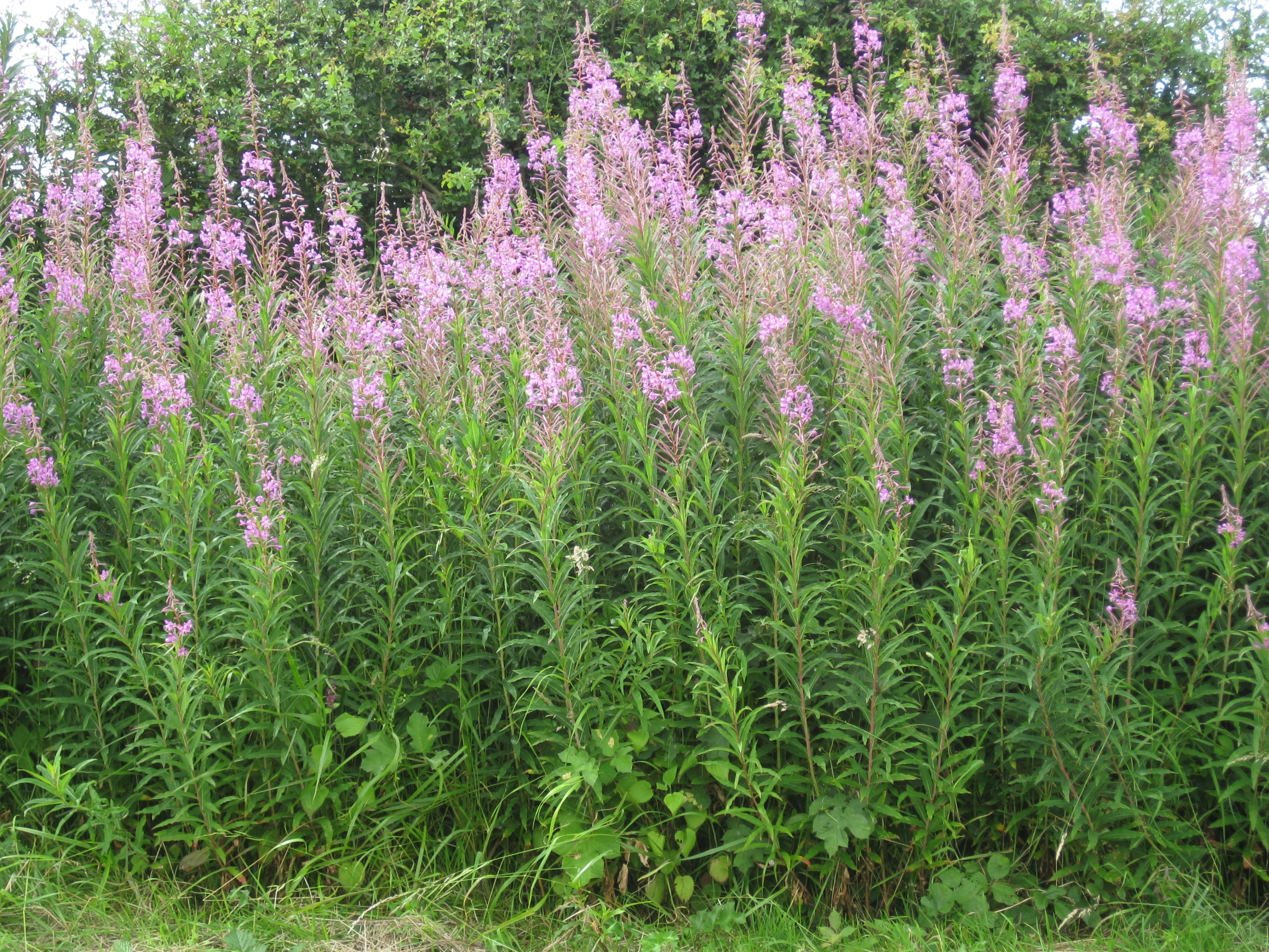 a close up of several plants on a field