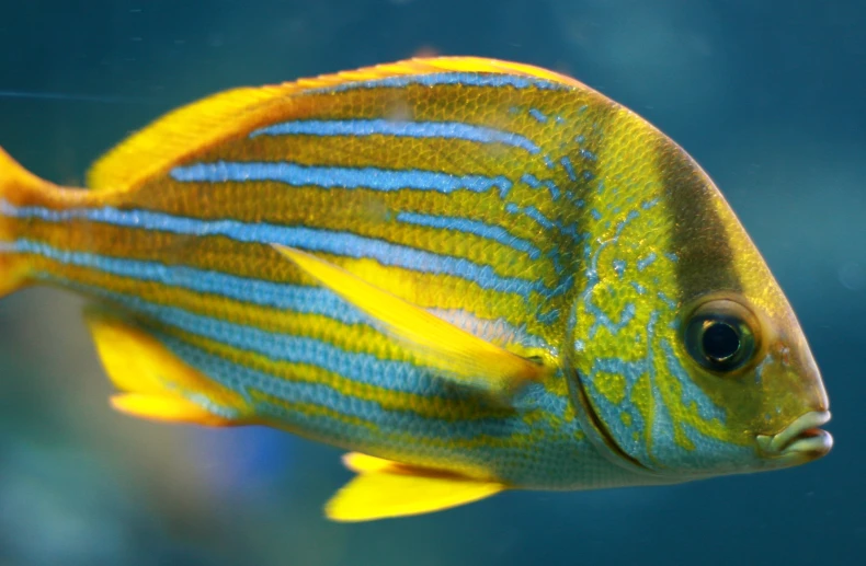 an image of an orange and blue fish