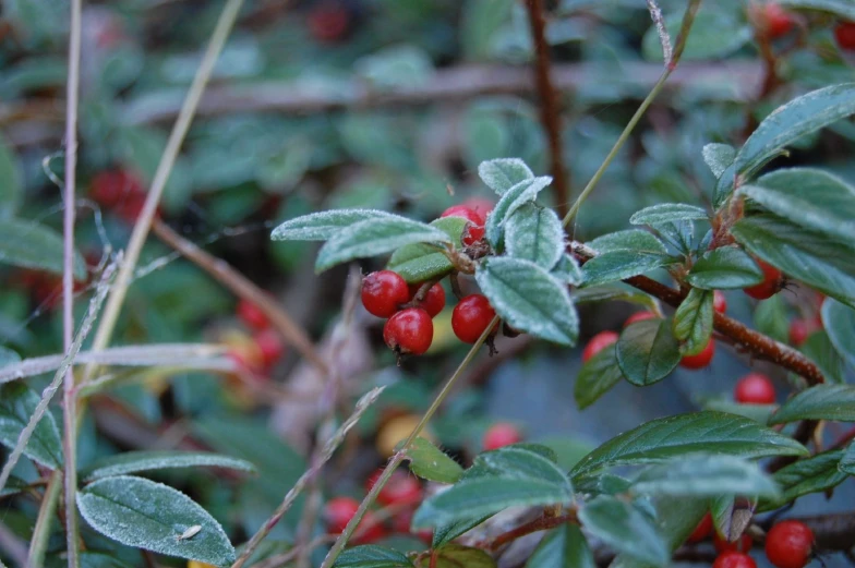 berries on a tree with leaves in winter