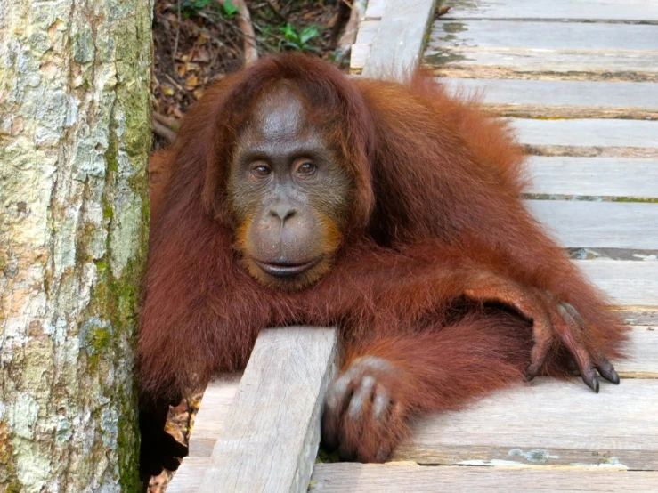 an orangutan sitting on a deck with his head cocked to the left