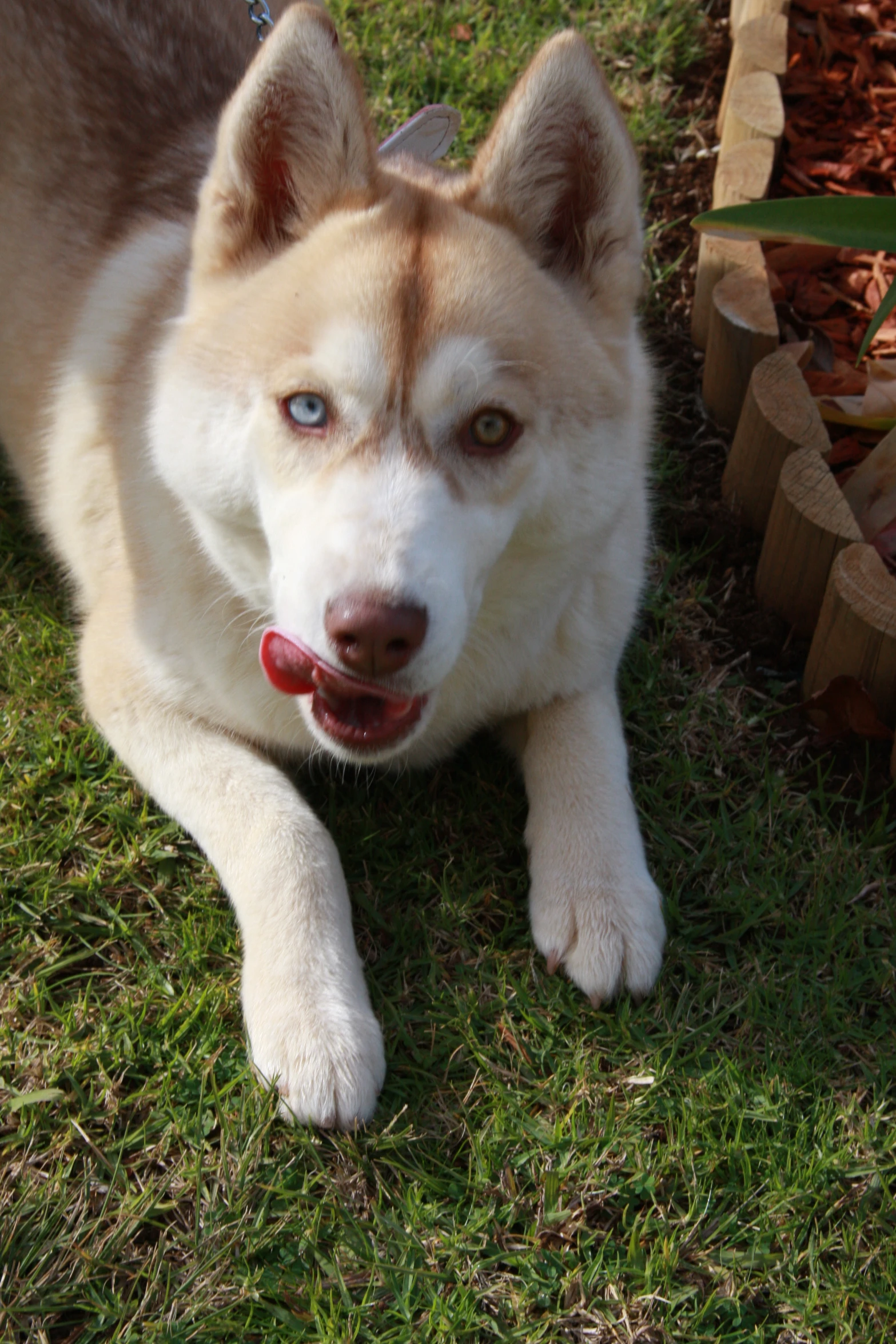 dog lying in grass looking up at camera