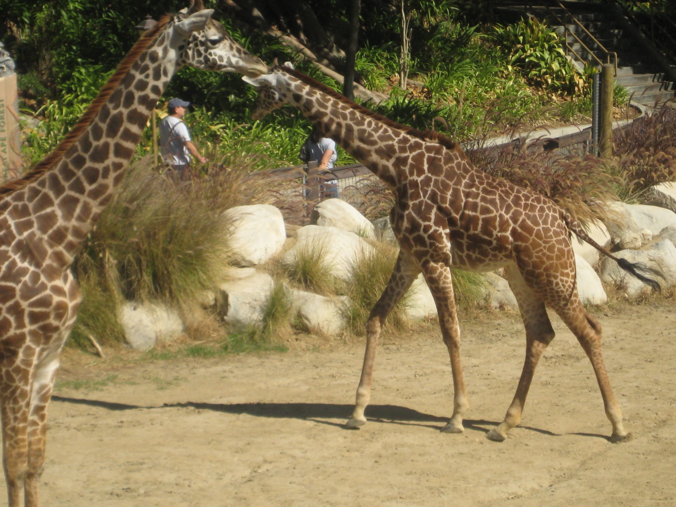 two giraffe standing on the dirt with people in the background