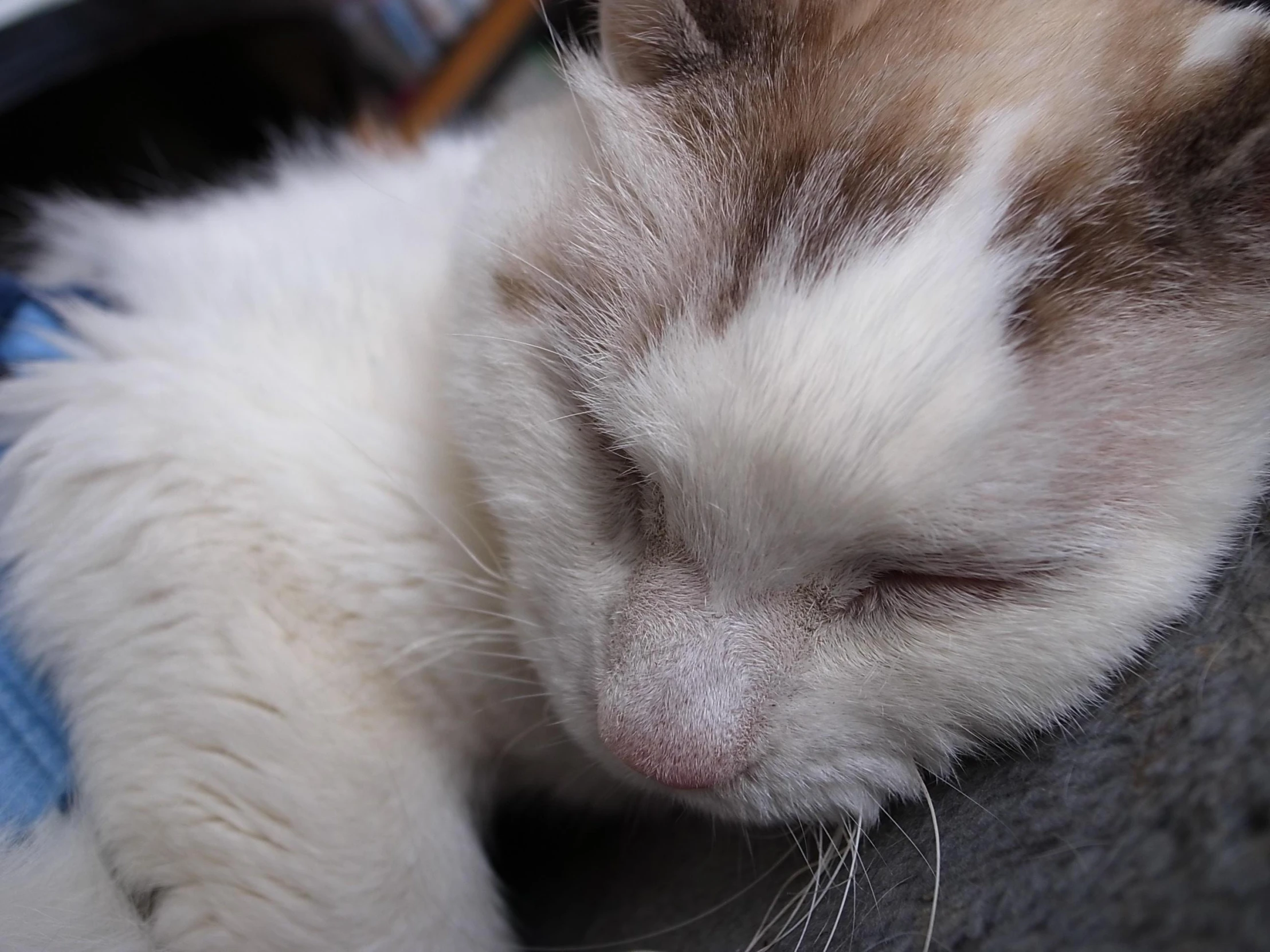 a close up s of a sleeping white and brown cat