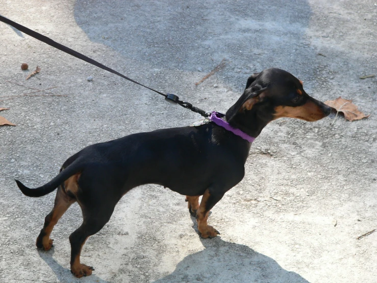 a small brown and black dog on a leash