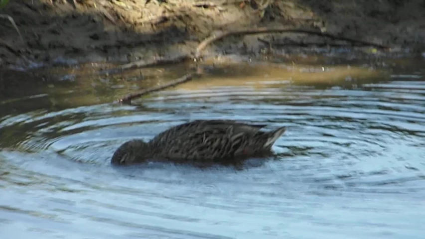 a bird is swimming on some water and brown plants