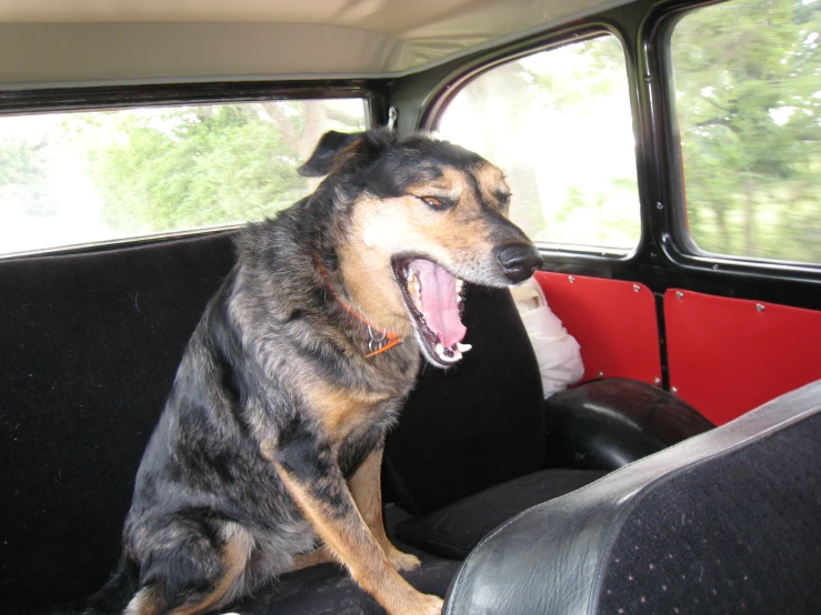a large dog with its mouth open sitting in a car
