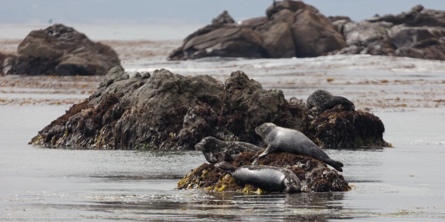 a sea lion and its cub lying on some rocks in the ocean