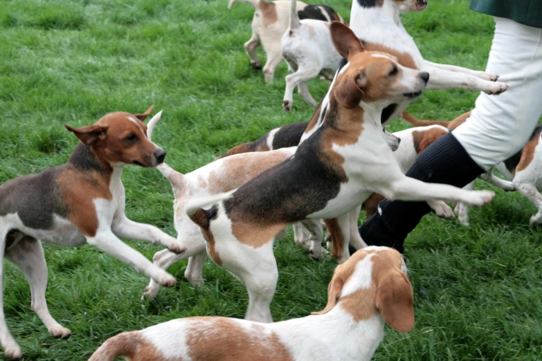 group of dog on grass playing with person's foot