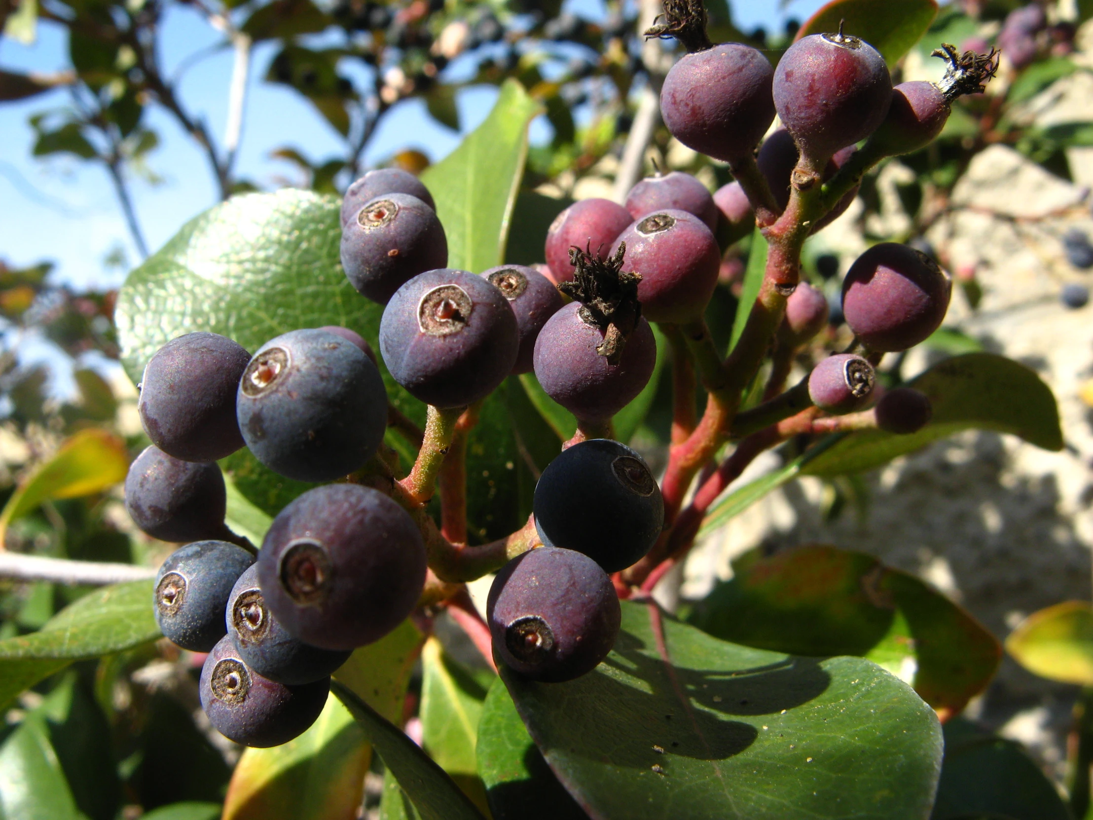 some fruit that is growing out of a tree