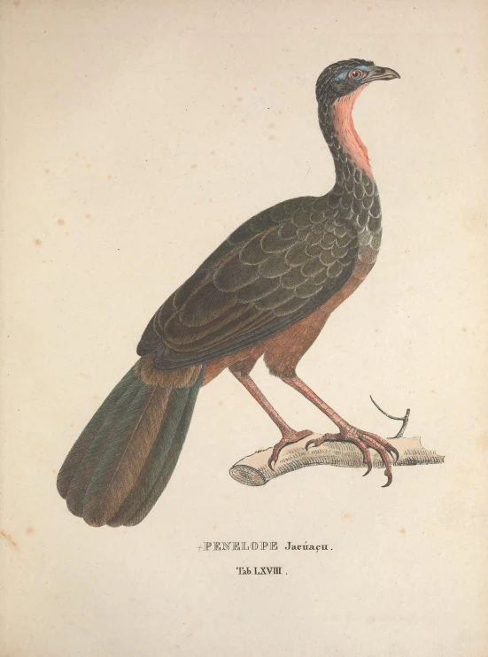 the bird with feathers and beak is standing on a nch