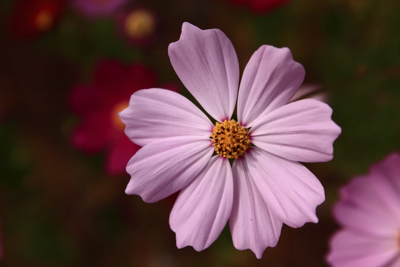 a pink flower is pictured with purple and yellow flowers