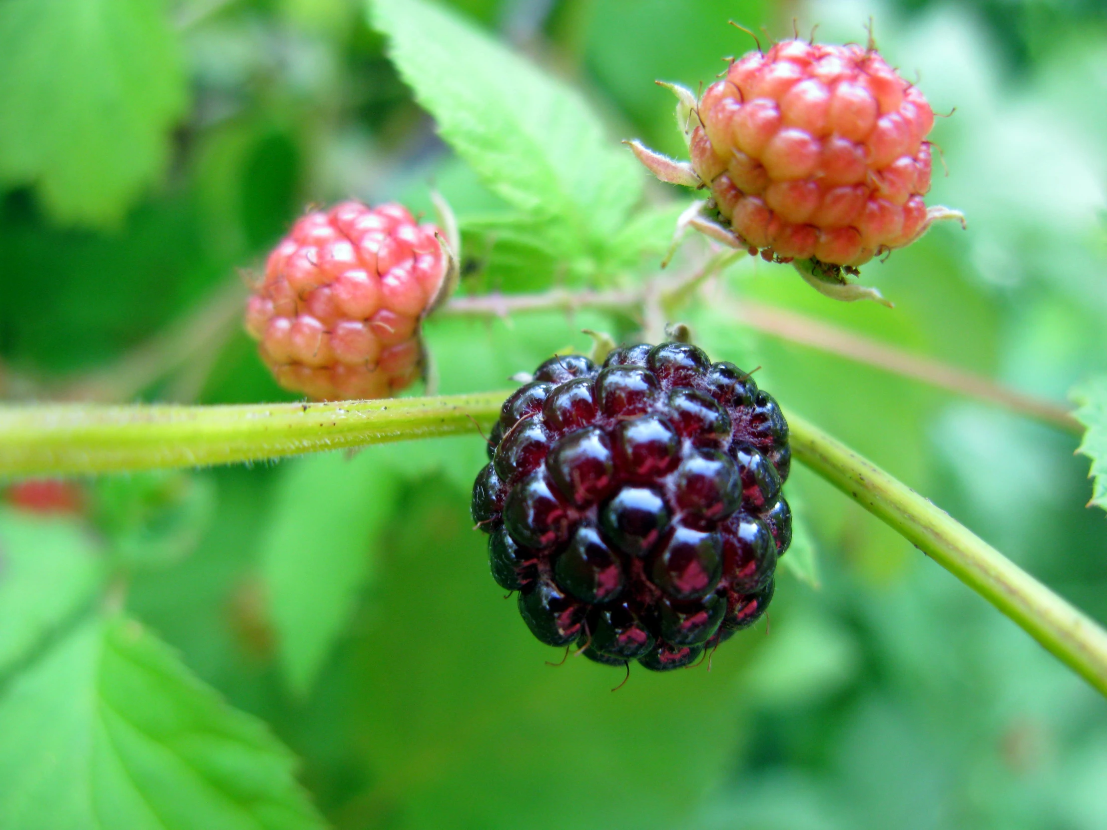 black berry on the nch of a blackberry tree
