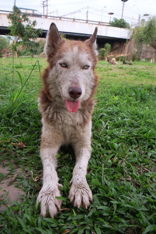 a very furry dog sitting on the ground by a grass field