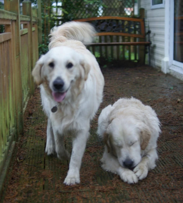 two white dogs standing next to a fence
