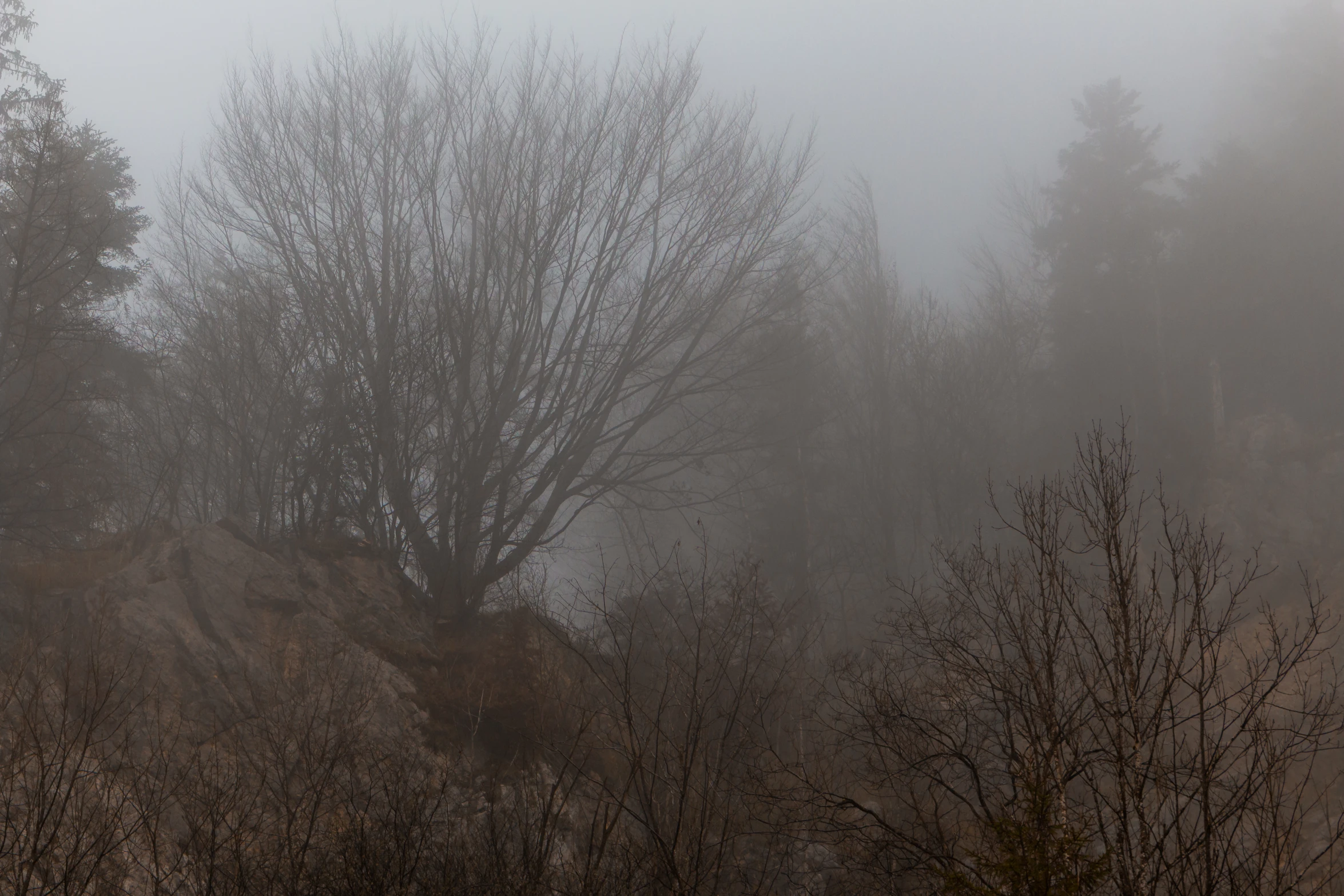 a group of trees on a foggy day