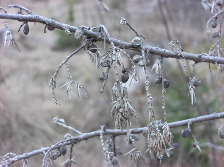 frosted nches with buds in wintertime weather