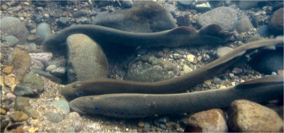 some kind of water animal in the ocean