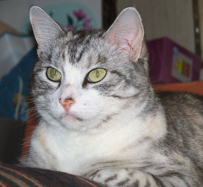 a cat that has very yellow eyes on the sofa