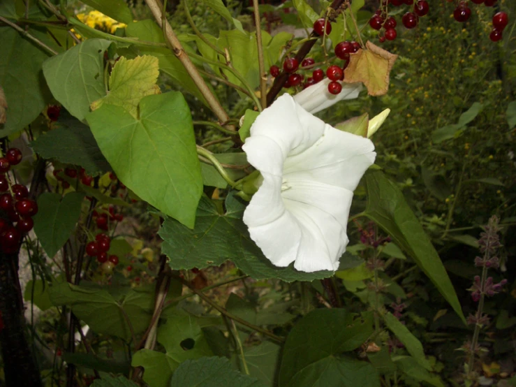 a white flower is blooming on a bush